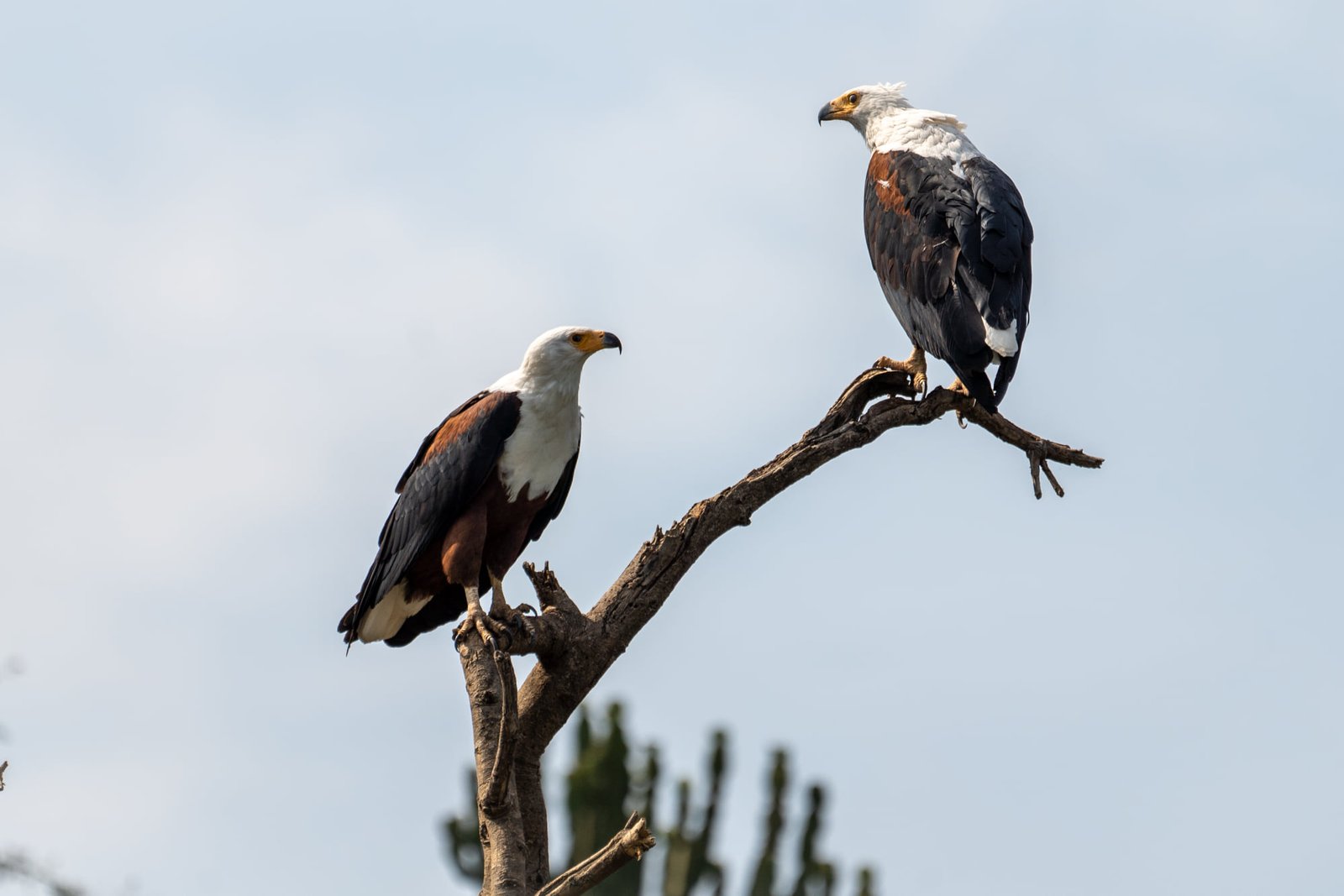 Hancock Bird