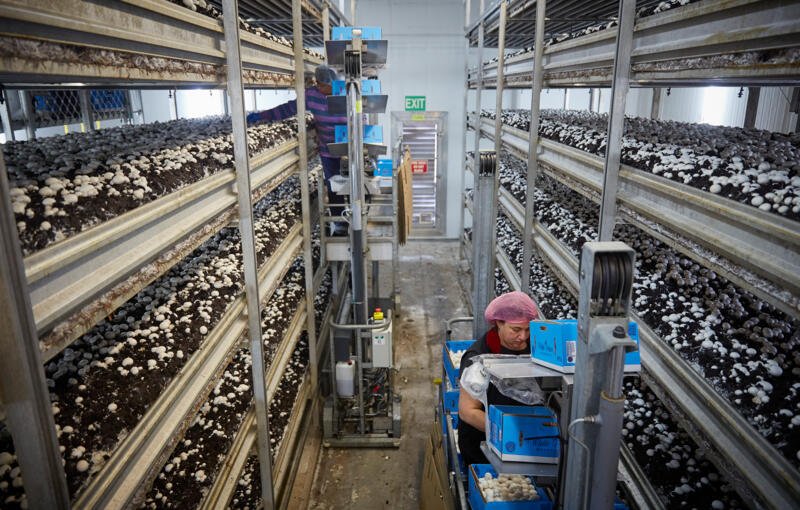 Mushroom Farm Equipment