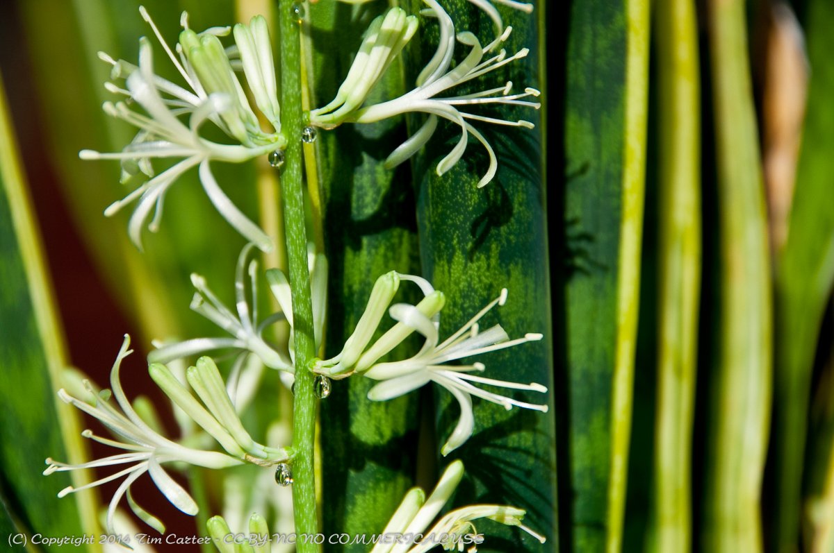 Snake Plant Flowers