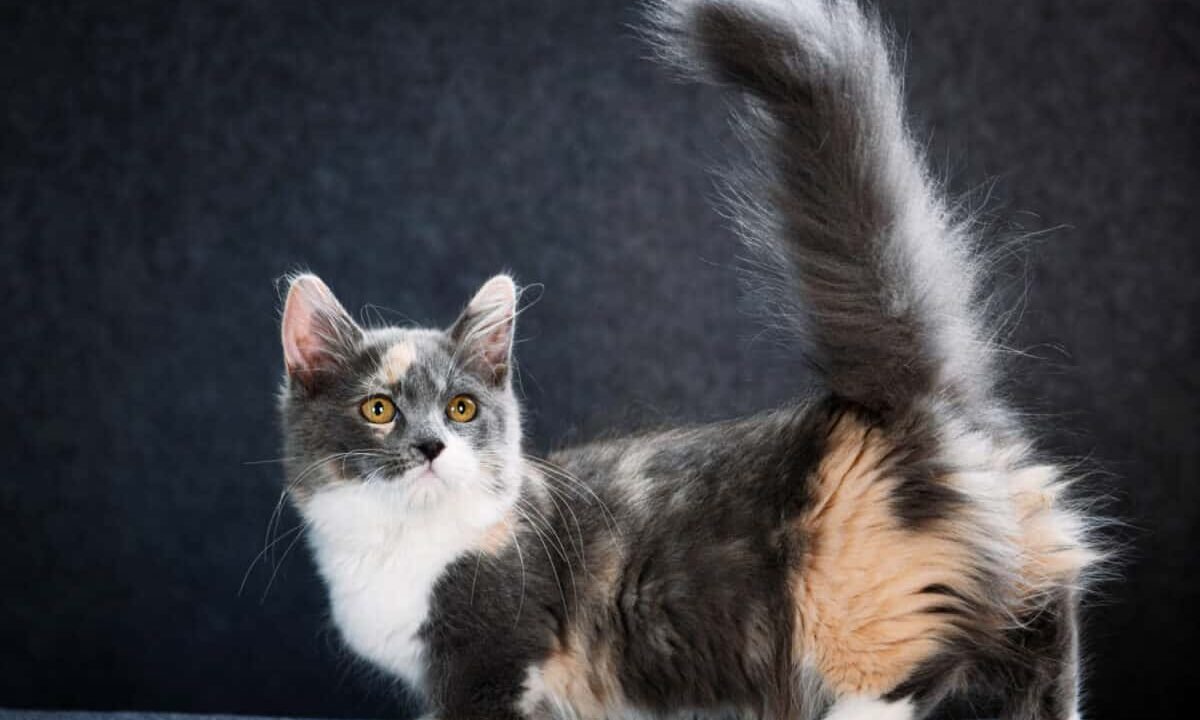 All About Munchkin Cats: The Adorable Short-Legged Feline Companions