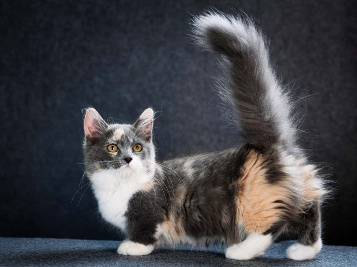 Munchkin Cats